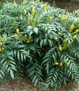 Mahonia confusa 'Narihira'